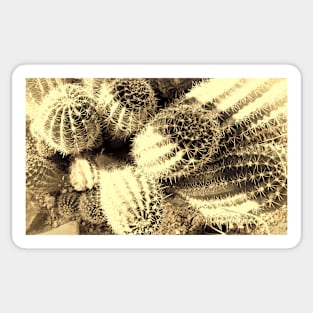 Cacti - photography Sticker